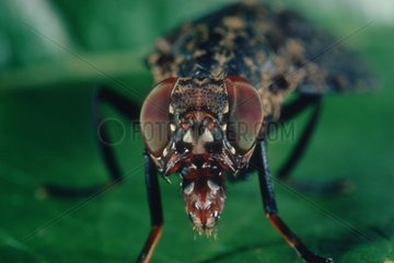 Close-up of a Fly on a leaf