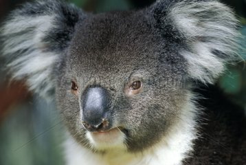 Portrait of Koala Australia