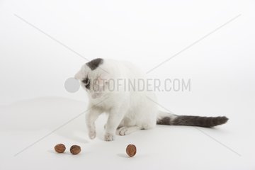 Domestic Cat playing with nuts in a house
