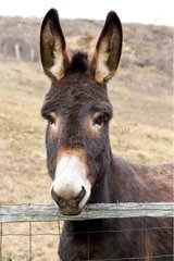 A donkey in a meadow Westhalten Haut Rhin