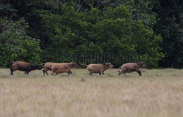 Group of African Buffalo running Loango NP Gabon