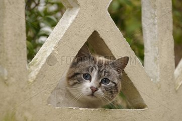 Katze versteckt sich hinter einem Zaun yport Frankreich