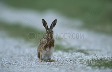 European Hare Neusiedler See National Park Austria