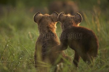 Young knowing Speckled hyenas Masai Mara Kenya