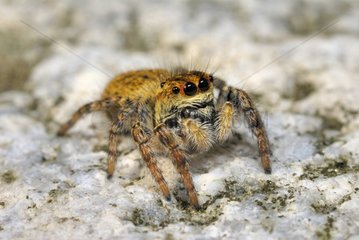 Jumping Spider taking the sun on a stone Dordogne
