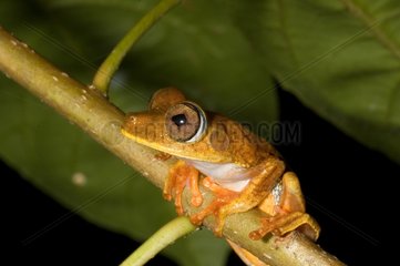 Map Treefrog on a branch French Guiana