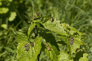 Bugs (Dolycoris baccarum) on leaves. Allindelille Fredskov  Denmark in May