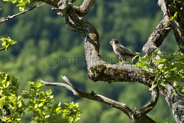 Peregrine falco on its edge position - Jura Bugey France