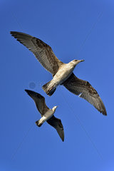 Immature gulls in flight - False Bay South Africa
