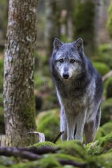 Canada wolf - The House of Wolves - Orlu - Ariege - France