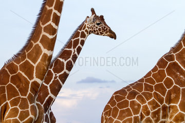 Portrait of Reticulated giraffe males - Masai Mara Kenya