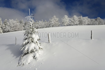 Natural Reserve of the Grand Ventron in winter - Vosges France