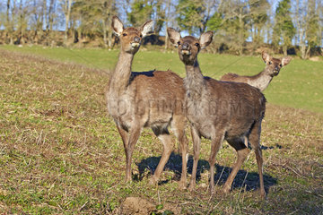 Sika deer females in the grass - France