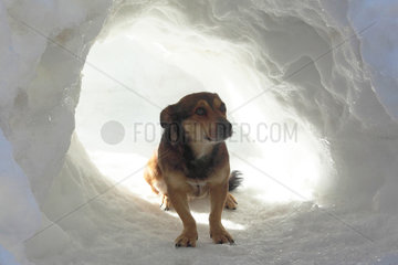 Ratter dog in a snow cave - France