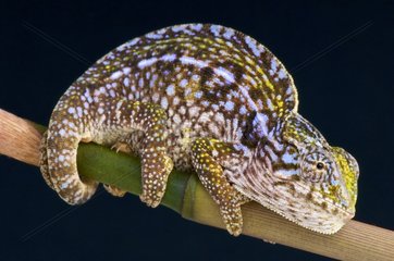 Carpet chameleon (Furcifer lateralis)  Antananarivo  Madagascar