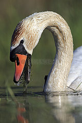 Portrait of Mute Swan eating - Dombes France