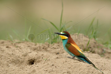 European Bee-eater nesting in the sand - France