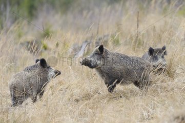 Wild boars (Sus scrofa)  Spessart  Bavaria  Germany  Europe