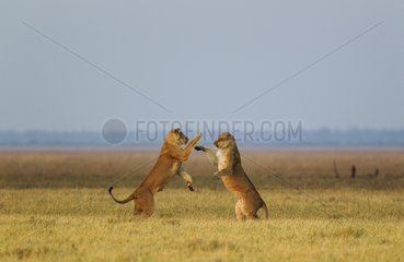 Lion (Panthera leo) - Two females  boisterously playing at dawn. Savuti  Chobe National Park  Botswana.