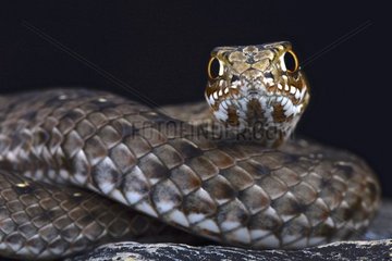 Eastern Montpellier snake (Malpolon insignatus)  Vir island  Croatia