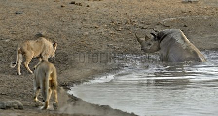 By going to drink it Black Rhino stumbled into a cavity and tipped into the water point. He tries to emerge but three lions that were nearby were attracted by the noise. They approach to enjoy the oportunity.