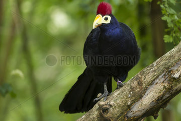 Ross's Turaco on a branch