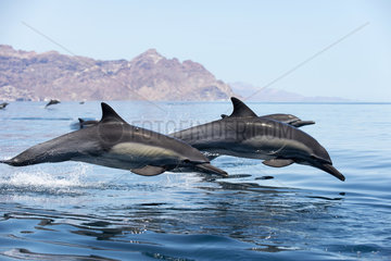 Common dolphins leaping - Gulf of California