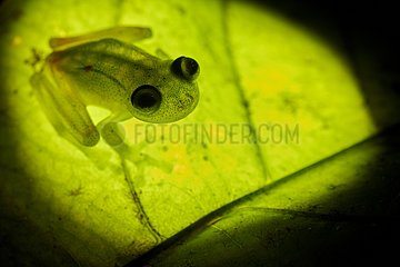Glass Frog (Hyalinobatrachium cappellei  ex Hylella cappellei) - Montagne des singes (Mountain of monkeys) - French Guiana