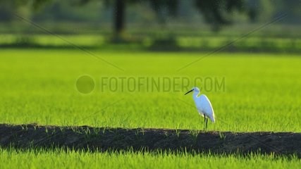 Little Egret (Egretta garzetta) on ground