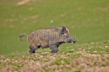 Male Wild boar in the grass - France