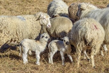 Young lambs and their mother in the mountains   Herd kept by Pyrenean Mountain Dog. Haute Maurienne  Averolle   Bessans   Alps  France