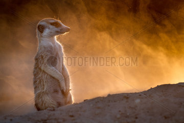 Meerkat looks up from digging - Kalahari South Africa
