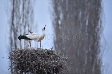 White Stork displaying at nest