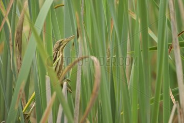 Little Bittern (Ixobrychus minutus) hidden in the reeds