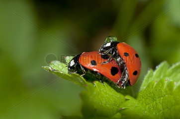 Sevenspotted lady bug mating - France