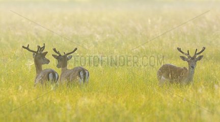Fallow Deers (Cervus dama) in Summer  Hesse  Germany  Europe
