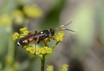 Parasitic Wasp (Ichneumon sarcitorius) female foraging on Bupleurum (Bupleurum falcatum)  31 August 2015  Northern Vosges Regional Nature Park  France  ranked World Biosphere Reserve by UNESCO  France