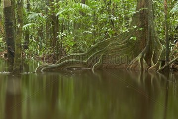 Landscape of flooded forest - Matiti - French Guiana