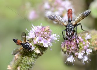 Tachinid Flies (Cylindromyia pusilla) and (Cylindromyia bicolor) on mint  September 09 2015  the Northern Vosges Regional Park  declared a World Biosphere Reserve by UNESCO  France