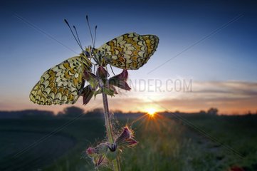 Bring me to see the sunrise - two butterflies on a flower at the sunrise