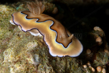 Magnifiscent nudibranch - Cabilao Philippines