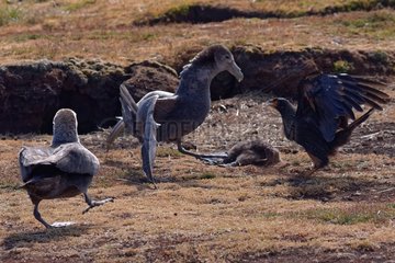 Fight between Striated Caracara and Southern Giant Petrels to the carcass of a young Magellanic Penguin  Sea Lion Island  Falkland Islands