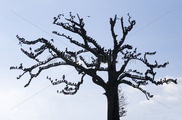 Starling (Sturnus vulgaris)  Starling perched in a tree  England  Winter