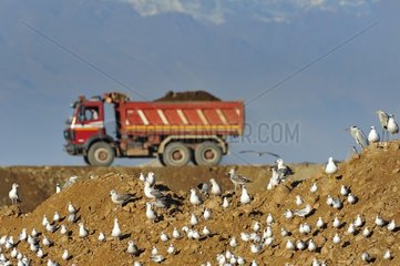 Many gulls wait the transportation of the soil used to cover the waste in the dump