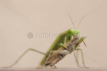 Praying mantis female eating a Cricket - Alsace France