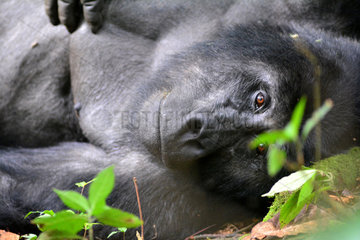 Portrait of Mountain gorilla silverback - Bwindi Uganda