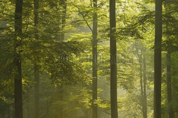 Beech forest (Fagus sylvatica) in early morning mist  Spessart  Bavaria  Germany  Europe