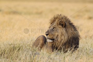 Lion (Panthera leo) - Resting male at dawn. Savuti  Chobe National Park  Botswana.
