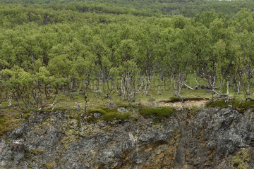 Birch Forest above a cliff - Varanger Norway