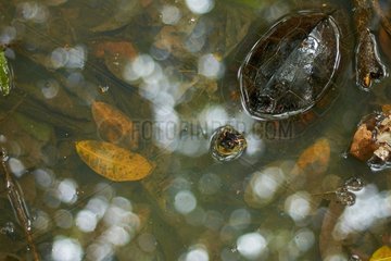 Spotted-legged Turtle (Rhinoclemmys punctularia) in swamp forest - Matiti - French Guiana